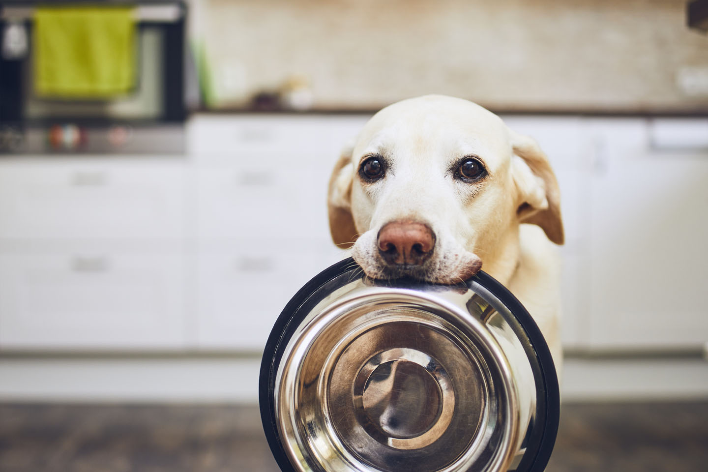 home cleaning and pet food dishes